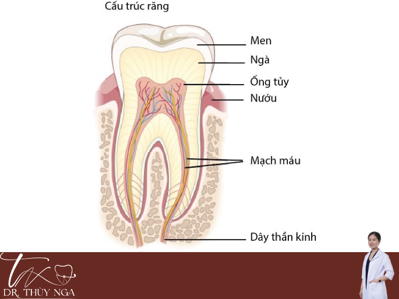 Cấu trúc của răng